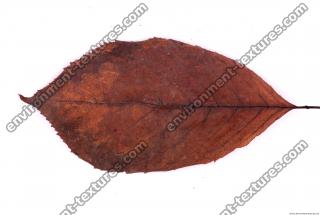 Photo Texture of Leaf 0024